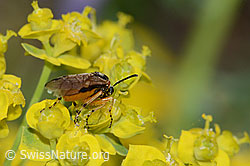 Athalia circularis on Euphorbia cyparissias (C222858)