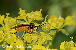 Athalia circularis on Euphorbia cyparissias (C222860)