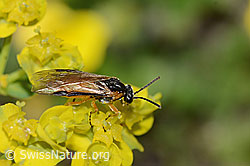 Athalia circularis on Euphorbia cyparissias (C222864)