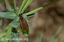 Athalia circularis on Euphorbia cyparissias (C222869)