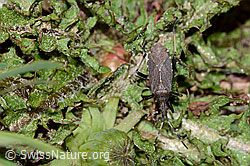 Dicranocephalus medius (Wolfsmilchwanze) (21.05.2022, C222876)