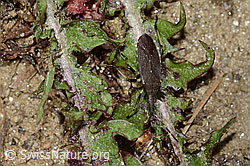 Dicranocephalus medius (C222877)