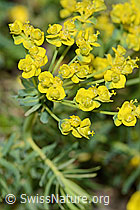 Euphorbia cyparissias (C222880)