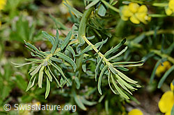 Euphorbia cyparissias (C222881)
