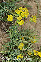 Euphorbia cyparissias (C222882)
