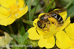 Halictus rubicundus on flower (C222889)
