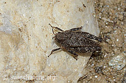 Photo: Tetrix bipunctata