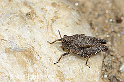Photo: Tetrix bipunctata
