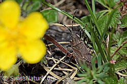 Dicranocephalus medius (C222898)