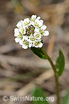 Bewimperte Gänsekresse (Arabis ciliata) (21.05.2022, C222903)