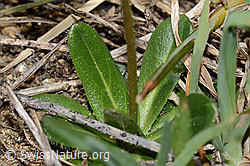 Arabis ciliata (C222904)