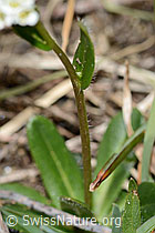 Arabis ciliata (C222905)