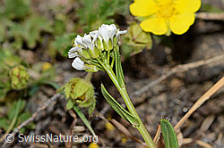 Arabis ciliata (C222908)
