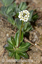 Bewimperte Gänsekresse (Arabis ciliata) (21.05.2022, C222913)