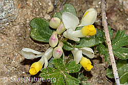 Polygala Chamaebuxus (C222914)