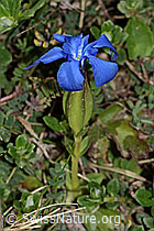 Frühlings-Enzian (Gentiana verna) (C222925) Frühlings-Enzian (Gentiana verna) (C222925)