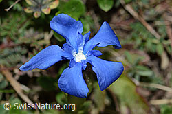 Frühlings-Enzian (Gentiana verna) (C222926) Frühlings-Enzian (Gentiana verna) (C222926)