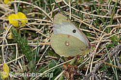 Goldene Acht (Colias hyale) (C222936) Goldene Acht (Colias hyale) (C222936)