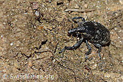 Larinus brevis (Rüsselkäfer) (21.05.2022, C222938)
