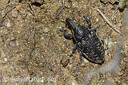 Larinus brevis (Rüsselkäfer) (21.05.2022, C222941)