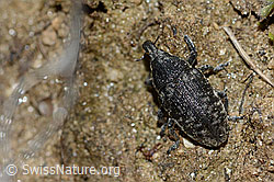Photo: Larinus brevis