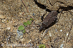Dicranocephalus medius (C222946)