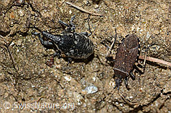 Larinus brevis and Dicranocephalus medius (C222948)
