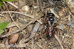 Gewöhnliche Blutbiene (Sphecodes ephippius) (C222956) Gewöhnliche Blutbiene (Sphecodes ephippius) (C222956)