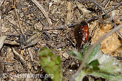 Gewöhnliche Blutbiene (Sphecodes ephippius) (C222957) Gewöhnliche Blutbiene (Sphecodes ephippius) (C222957)