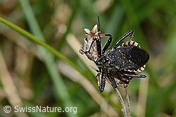 Geringelte Mordwanze (Rhynocoris annulatus) (C222960) Geringelte Mordwanze (Rhynocoris annulatus) (C222960)