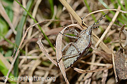 Beerenwanze (Dolycoris baccarum) (C222969) Beerenwanze (Dolycoris baccarum) (C222969)