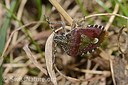Beerenwanze (Dolycoris baccarum) (C222970) Beerenwanze (Dolycoris baccarum) (C222970)