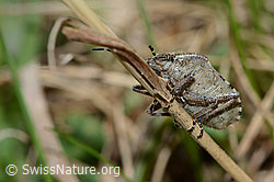 Beerenwanze (Dolycoris baccarum) (C222971) Beerenwanze (Dolycoris baccarum) (C222971)