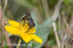 Gänsedistel-Erzschwebfliege (Cheilosia caerulescens) auf Blume (C222979) Gänsedistel-Erzschwebfliege (Cheilosia caerulescens) auf Blume (C222979)