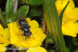 Gänsedistel-Erzschwebfliege (Cheilosia caerulescens) auf Blume (C222985) Gänsedistel-Erzschwebfliege (Cheilosia caerulescens) auf Blume (C222985)