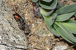 Gewöhnliche Blutbiene (Sphecodes ephippius) (C222989) Gewöhnliche Blutbiene (Sphecodes ephippius) (C222989)