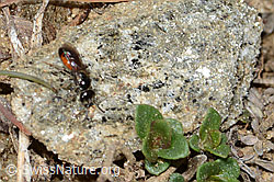Gewöhnliche Blutbiene (Sphecodes ephippius) (C222990) Gewöhnliche Blutbiene (Sphecodes ephippius) (C222990)