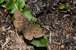 Dunkler Dickkopffalter (Erynnis tages) (C222993) Dunkler Dickkopffalter (Erynnis tages) (C222993)