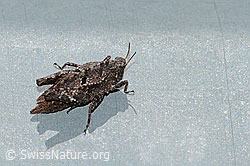 Photo: Tetrix bipunctata