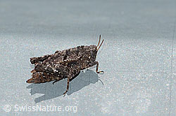 Photo: Tetrix bipunctata