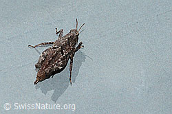 Zweipunkt-Dornschrecke (Tetrix bipunctata) (21.05.2022, C223005)