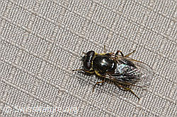 Gänsedistel-Erzschwebfliege (Cheilosia caerulescens) (C223007) Gänsedistel-Erzschwebfliege (Cheilosia caerulescens) (C223007)