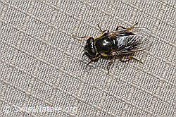 Gänsedistel-Erzschwebfliege (Cheilosia caerulescens) (C223008) Gänsedistel-Erzschwebfliege (Cheilosia caerulescens) (C223008)
