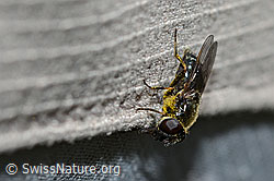 Gänsedistel-Erzschwebfliege (Cheilosia caerulescens) (C223009) Gänsedistel-Erzschwebfliege (Cheilosia caerulescens) (C223009)