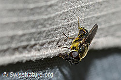 Gänsedistel-Erzschwebfliege (Cheilosia caerulescens) (C223010) Gänsedistel-Erzschwebfliege (Cheilosia caerulescens) (C223010)
