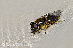 Gänsedistel-Erzschwebfliege (Cheilosia caerulescens) (C223014) Gänsedistel-Erzschwebfliege (Cheilosia caerulescens) (C223014)