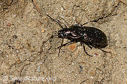 Metallischer Grabkäfer (Pterostichus burmeisteri) (21.05.2022, C223020)