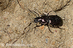 Metallischer Grabkäfer (Pterostichus burmeisteri) (21.05.2022, C223021)