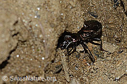 Pterostichus burmeisteri (C223023)