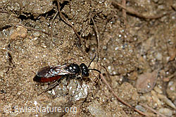 Gewöhnliche Blutbiene (Sphecodes ephippius) (C223038) Gewöhnliche Blutbiene (Sphecodes ephippius) (C223038)